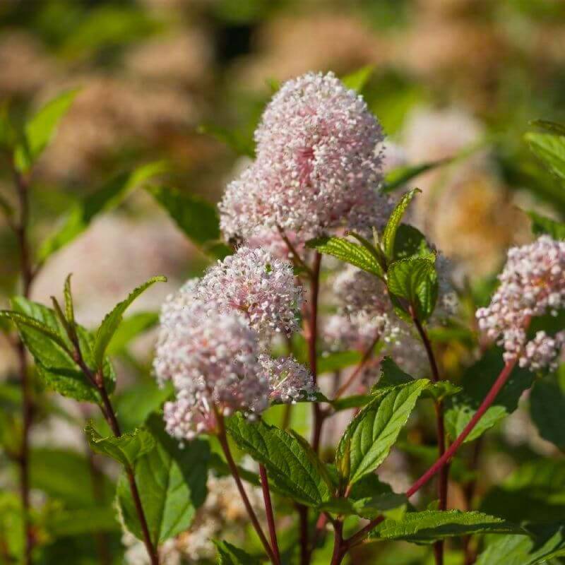 Céanothe 'Marie Simon' (Ceanothus x pallidus 'Marie Simon') - Godet - Taille 13/25cm - Pépinières Naudet - Image 1