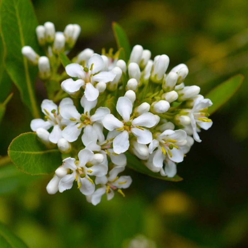 Escallonia blanc (Escallonia 'Iveyi') - Godet - Taille 15/30cm - Pépinières Naudet