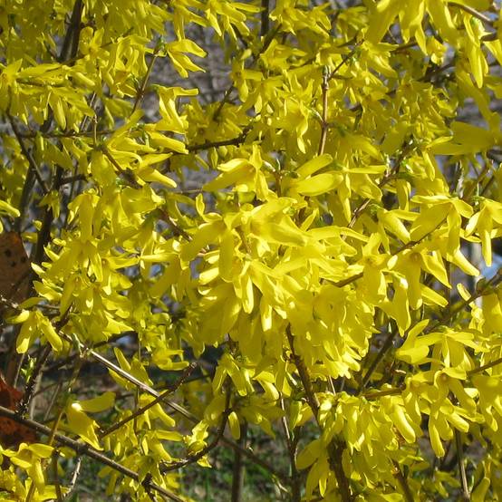 Forsythia Nimbus - Mimosa de Paris nain Pot de 3L/4L - Image 1