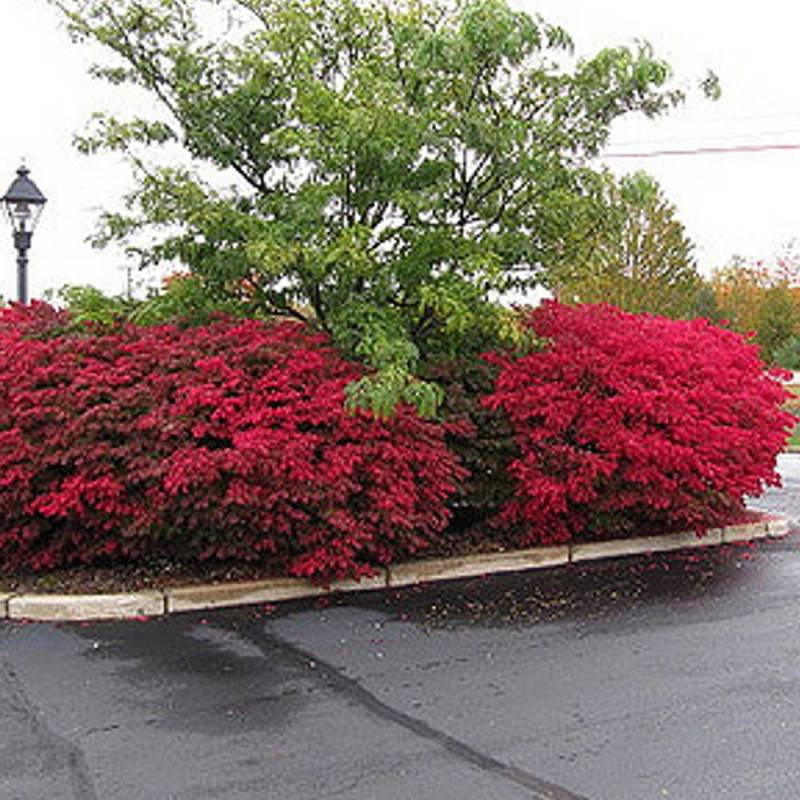 Fusain ailé, Euonymus à fleurs Blanche/ - feuillage Caduc - Pot de 3L - 20/40 cm