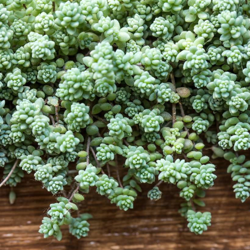 Promesse de Fleurs - Sedum dasyphyllum - Orpin à feuilles épaisses Godet de 8/9 cm