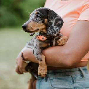 Mini Dog Tickless - Hot Peach - Image 3
