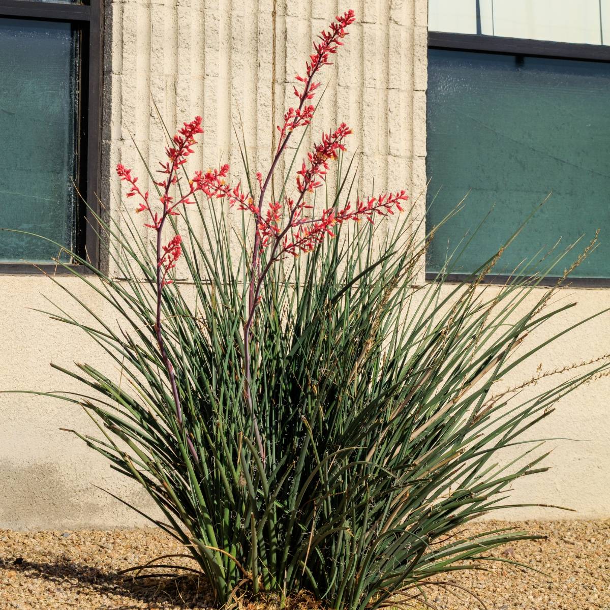 Hesperaloe parviflora Arizona Sunrise - Yucca rouge Pot de 3L/4L