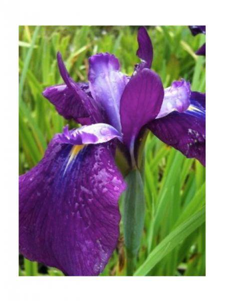 Iris du Japon - Iris ensata Amethyst Godet de 8/9 cm
