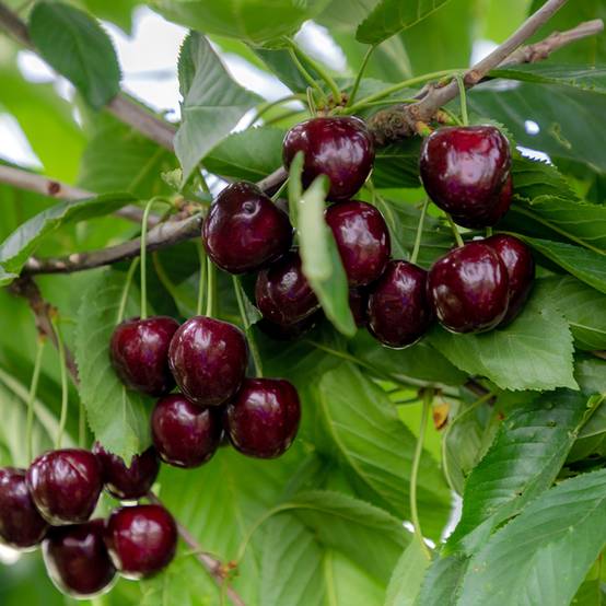 Promesse de Fleurs - Cerisier Regina - Prunus avium Pot de 18L/20L, Demi-Tige