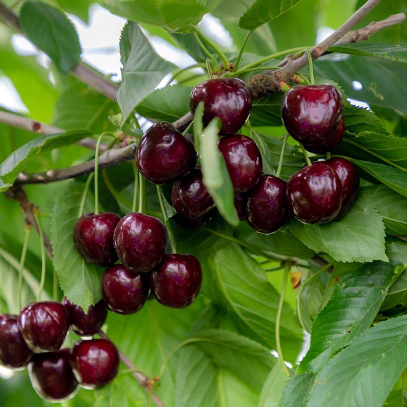 Promesse de Fleurs - Cerisier Regina - Prunus avium Pot de 18L/20L, Demi-Tige