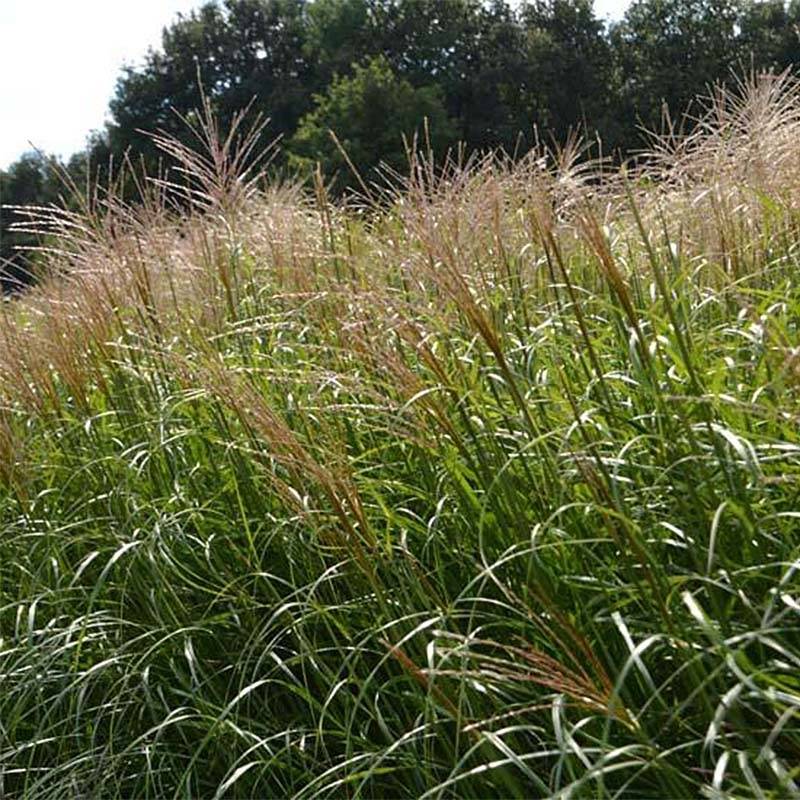 Miscanthus sinensis Krater - Eulalie, Roseau de Chine Godet de 8/9 cm