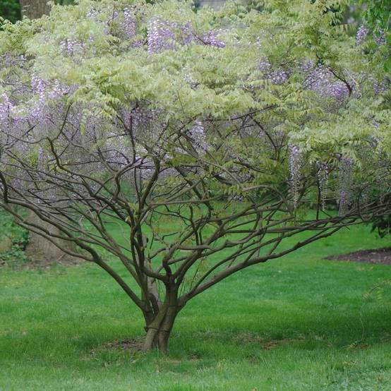 Glycine de Formose - Wisteria formosa Pot de 1,5L/2L
