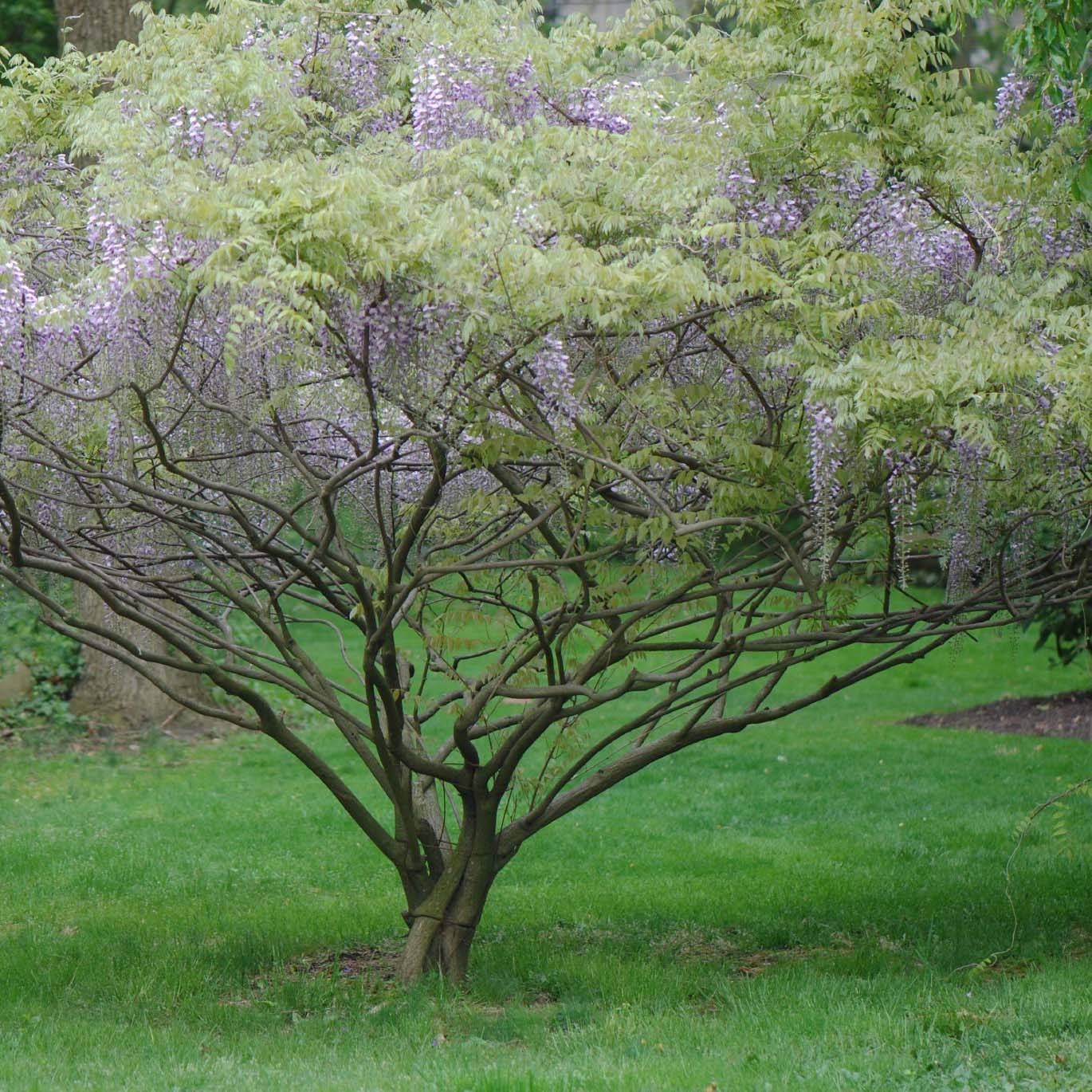 Glycine de Formose - Wisteria formosa Pot de 1,5L/2L
