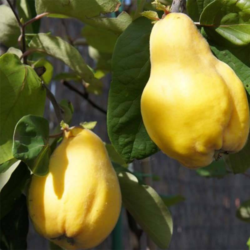 Promesse de Fleurs - Cognassier Monstrueux de Vranja Pot de 7,5L/10L, Gobelet