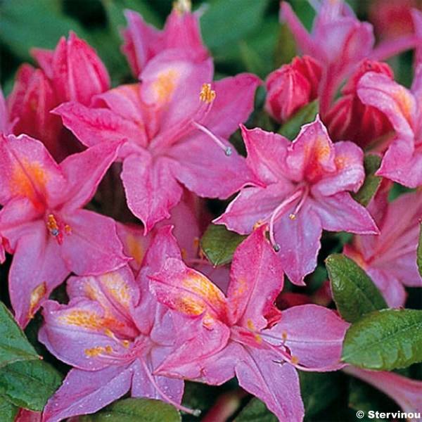 Azalée de Chine Jolie Madame - Rhododendron hybride Pot de 3L/4L - Image 1