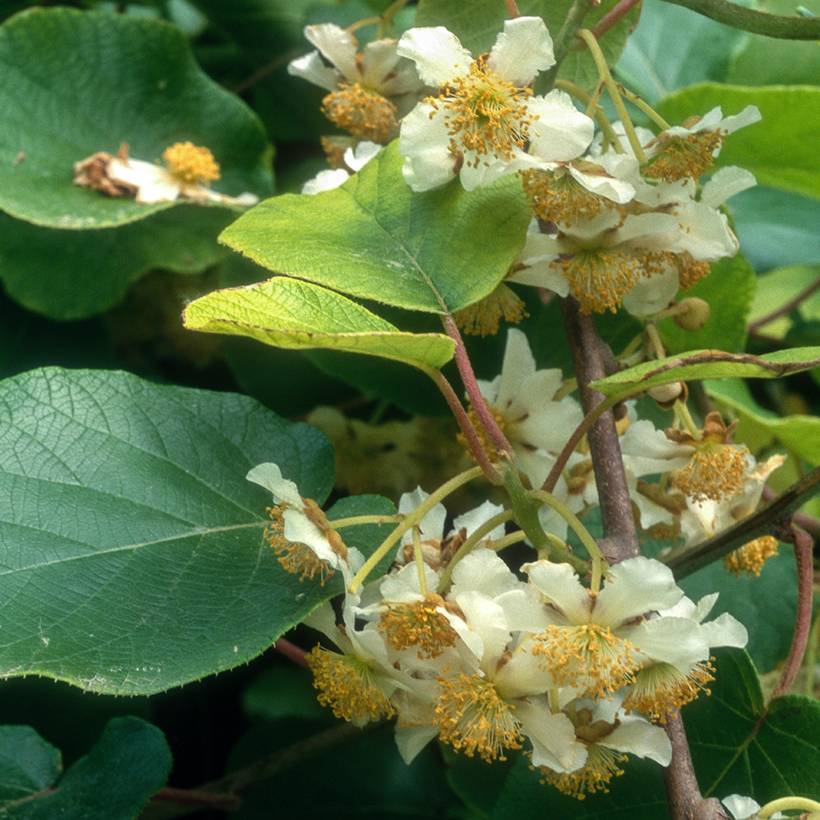 Kiwi jaune kiw'Happy mâle - Actinidia deliciosa Pot de 2L/3L