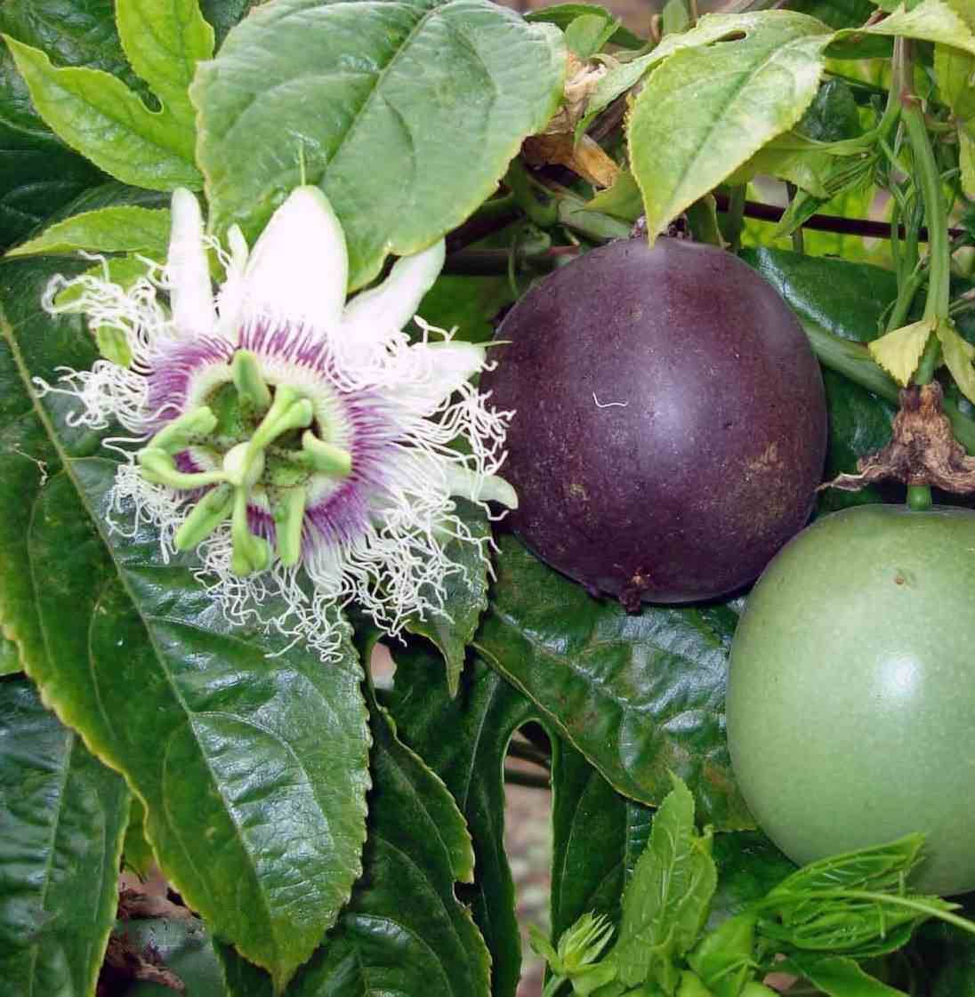0 - Passiflora ligularis (grenadelle, grenadille sucrée, grenadille douce) Pot de 7 litres - 80/100 cm - Image 2