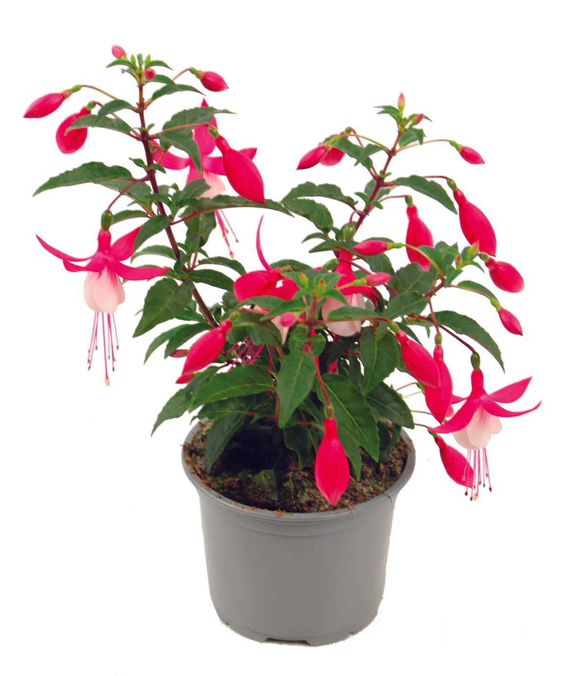 Fuchsia pot 10,5 cm - Image 1