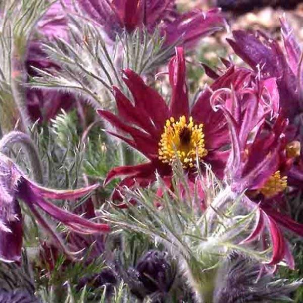 Pulsatilla vulgaris Papageno - Anémone pulsatille Godet de 8/9 cm