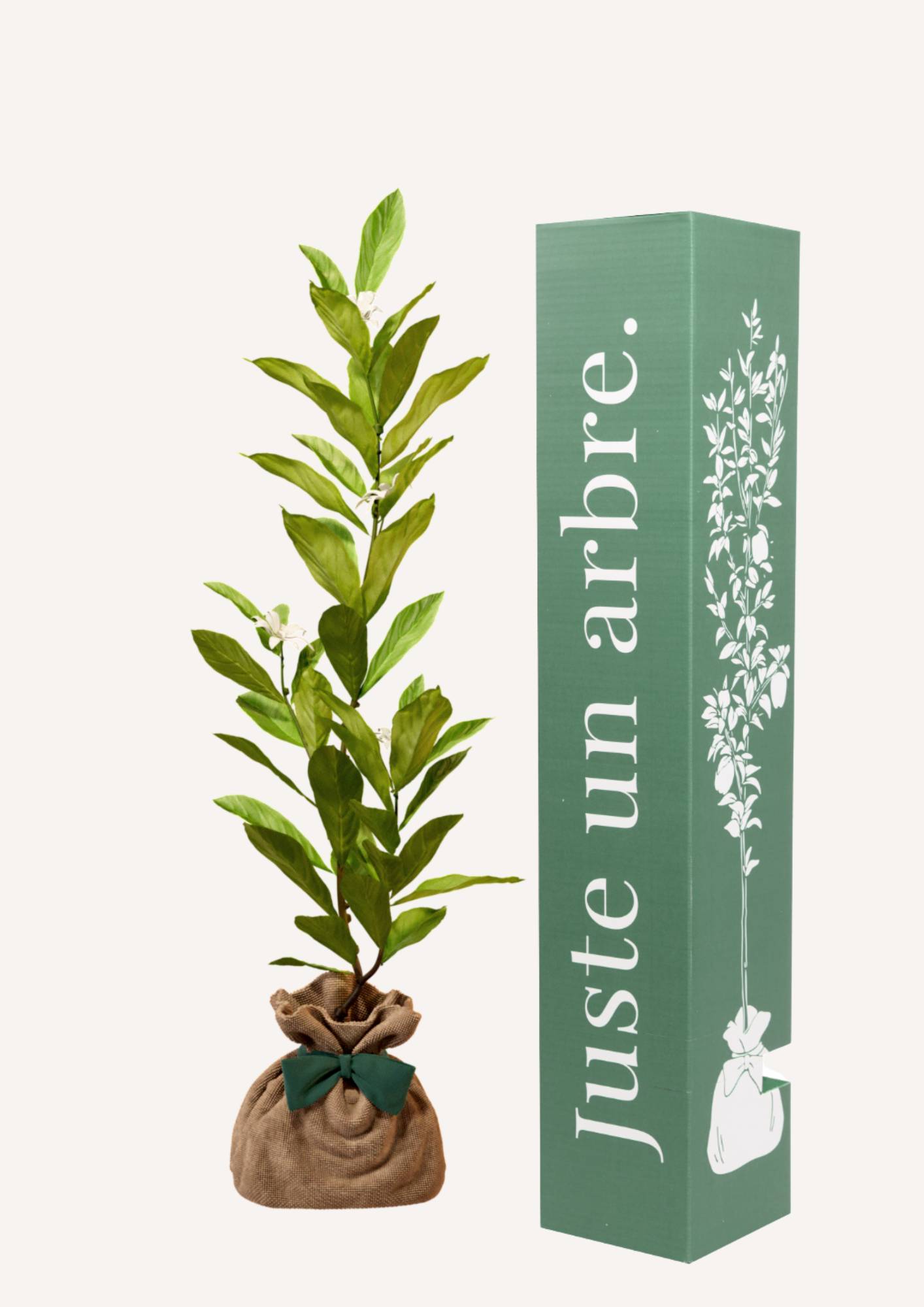 JUSTE UN ARBRE. – Magnolia étoilé | Cadeau raffiné pour naissance, mariage, anniversaire – Arbuste compact, parfait pour petits jardins ou grands…