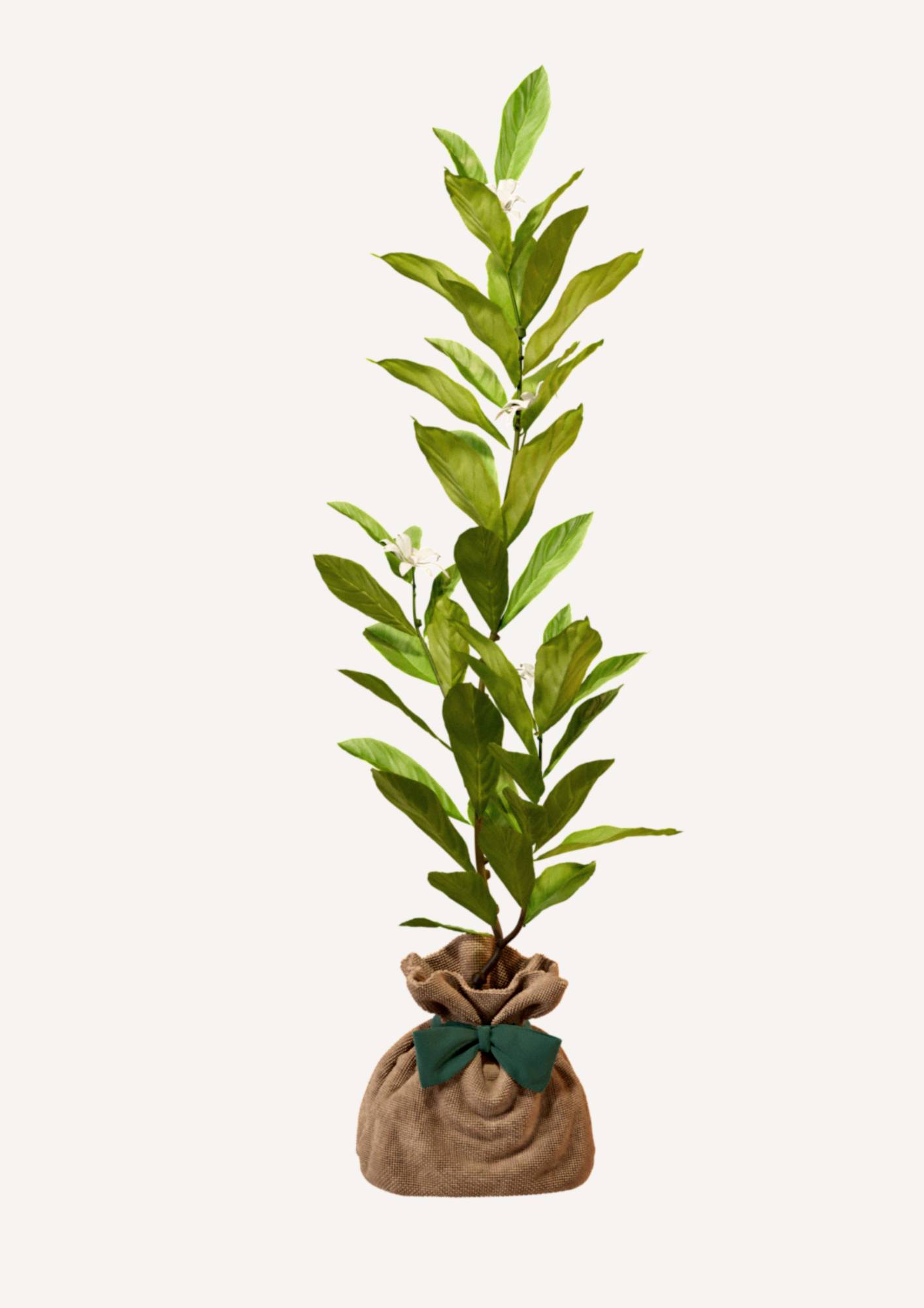 JUSTE UN ARBRE. – Magnolia étoilé | Cadeau raffiné pour naissance, mariage, anniversaire – Arbuste compact, parfait pour petits jardins ou grands… - Image 3