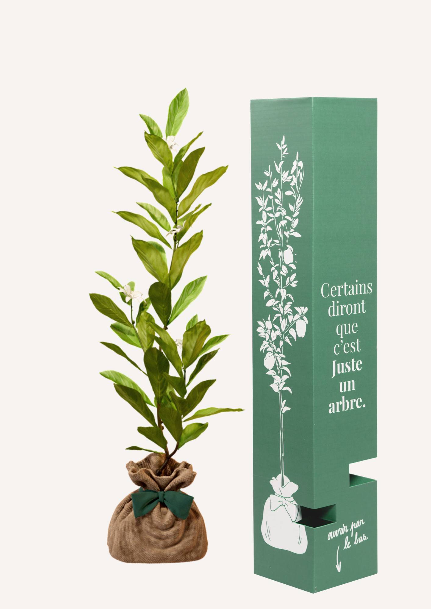 JUSTE UN ARBRE. – Magnolia étoilé | Cadeau raffiné pour naissance, mariage, anniversaire – Arbuste compact, parfait pour petits jardins ou grands… - Image 2