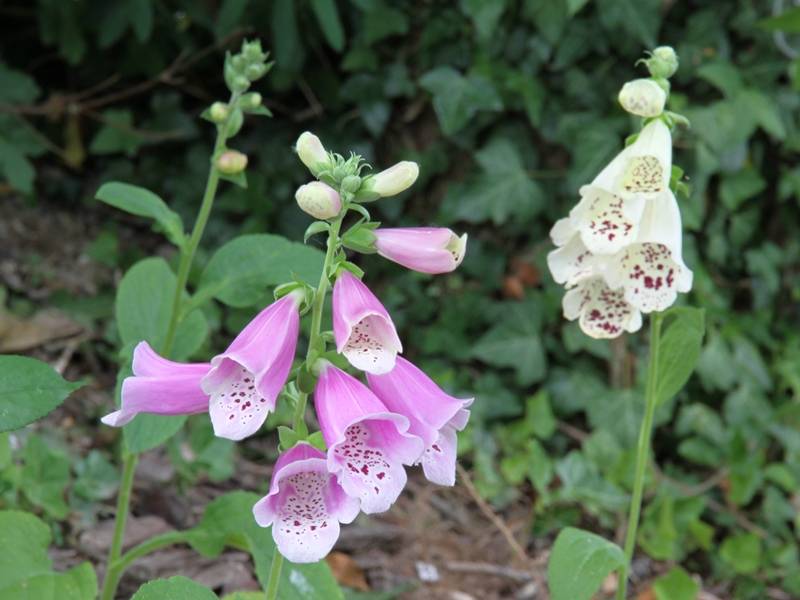 Promesse de Fleurs - Digitale - Digitalis Dalmatian en mélange Mini-motte Ø 1,5/2,5 cm, Plant vert de 3 à 5 cm de haut environ (par 5) - Image 3