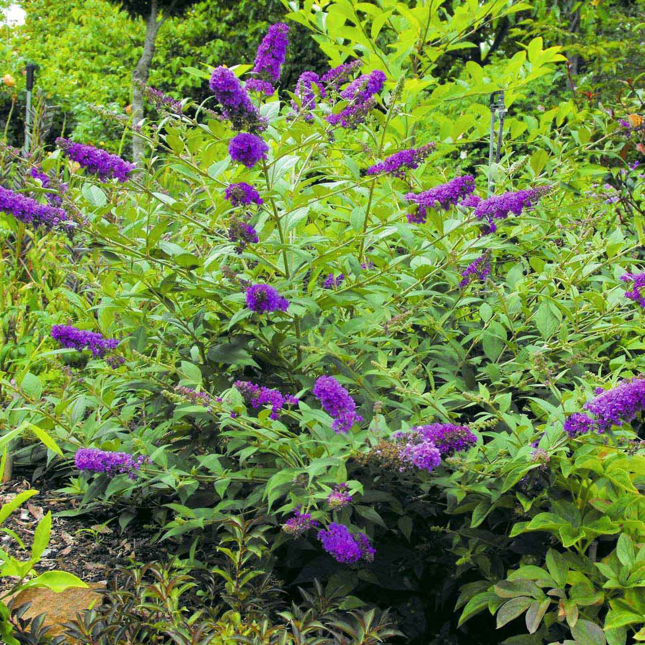 Promesse de Fleurs - Buddleia Blue Chip - Arbre aux papillons nain Pot de 7,5L/10L - Image 1