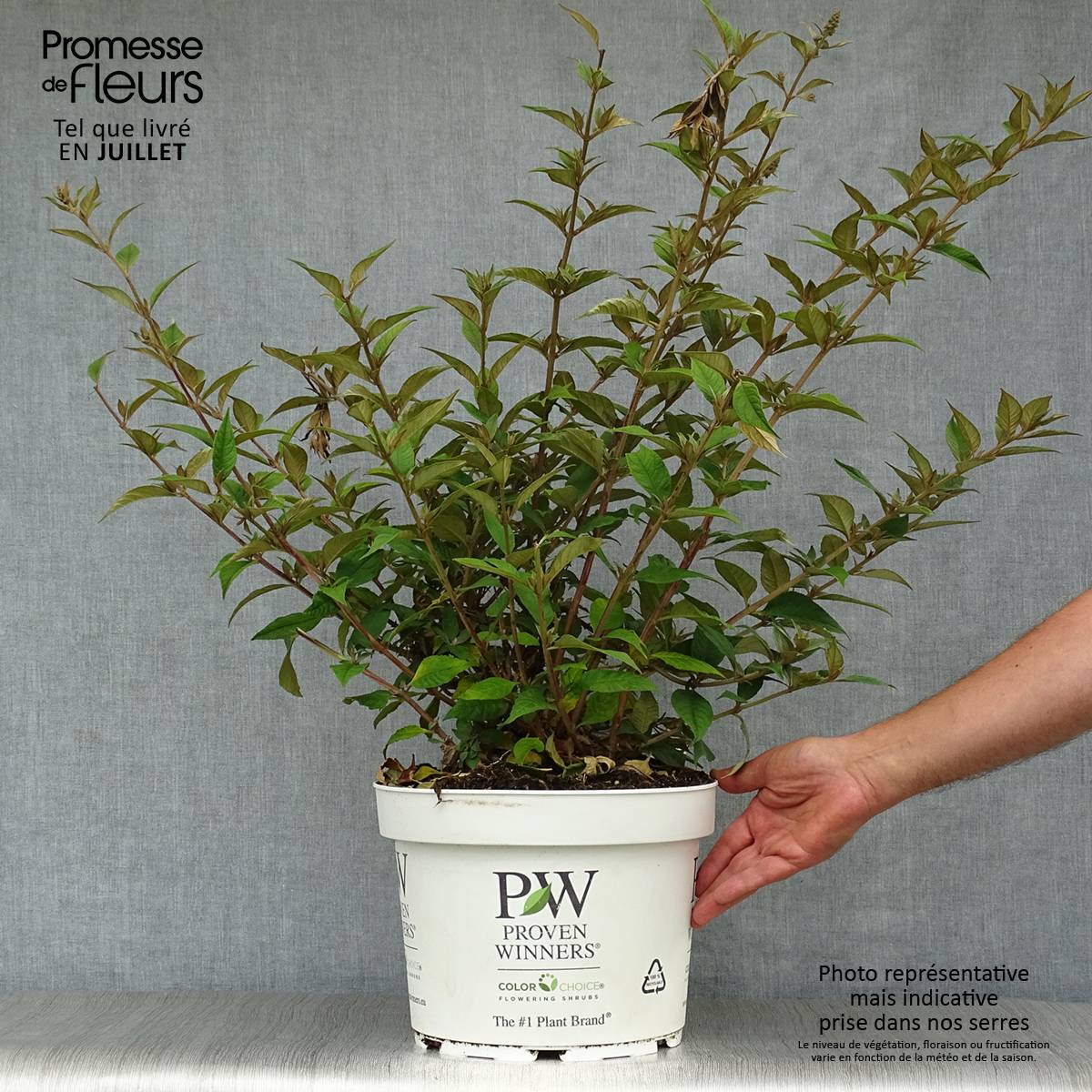Promesse de Fleurs - Buddleia Blue Chip - Arbre aux papillons nain Pot de 7,5L/10L - Image 2
