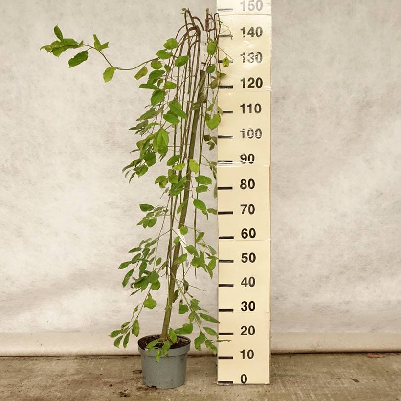 Promesse de Fleurs - Salix caprea Kilmarnock - Saule marsault pleureur Pot de 4L/5L, Tige - Image 2
