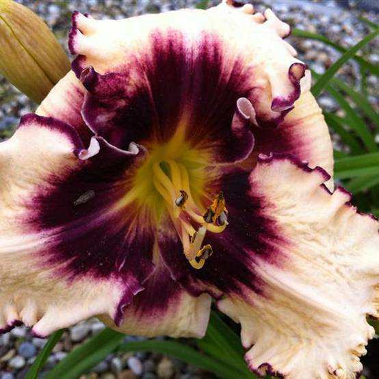 Promesse de Fleurs - Hémérocalle Sabine Baur - Lis d'un jour Pot de 1L/1,5L