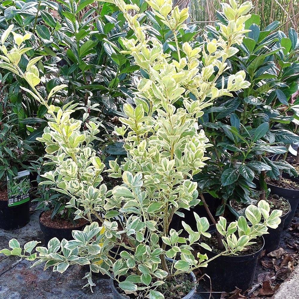 Promesse de Fleurs - Euonymus japonicus Président Gauthier - Fusain du Japon Godet de 8/9 cm
