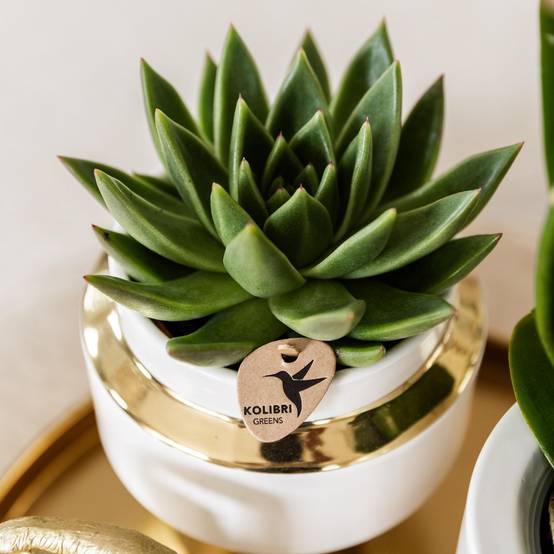 Succulente Echeveria Miranda - Ø9cm - ↕13cm - Plantes d'intérieur - Image 3