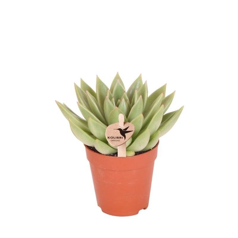 Succulente Echeveria Miranda - Ø9cm - ↕13cm - Plantes d'intérieur - Image 1
