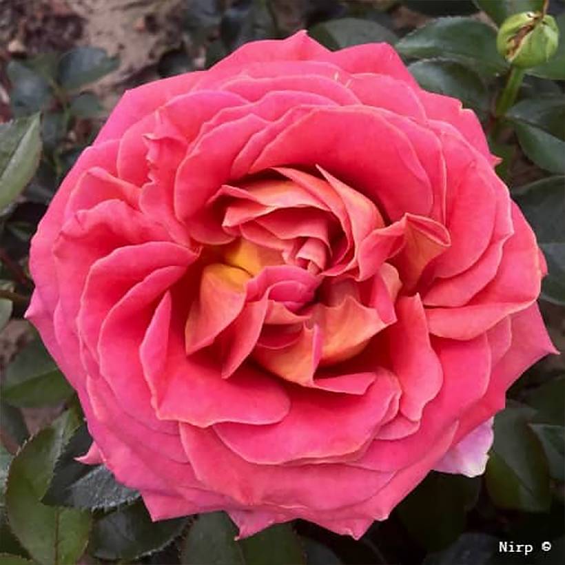 Promesse de Fleurs - Rosier à grandes fleurs Broadway Pot de 4L/5L