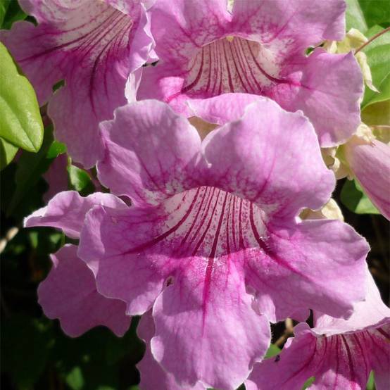 Promesse de Fleurs - Podranea ricasoliana - Bignone rose Pot de 2L/3L