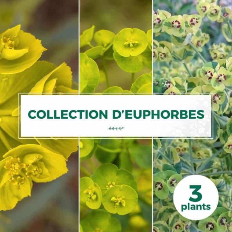 Collection de 3 Euphorbes - Godet 9cm - Pépinières Naudet - Image 1