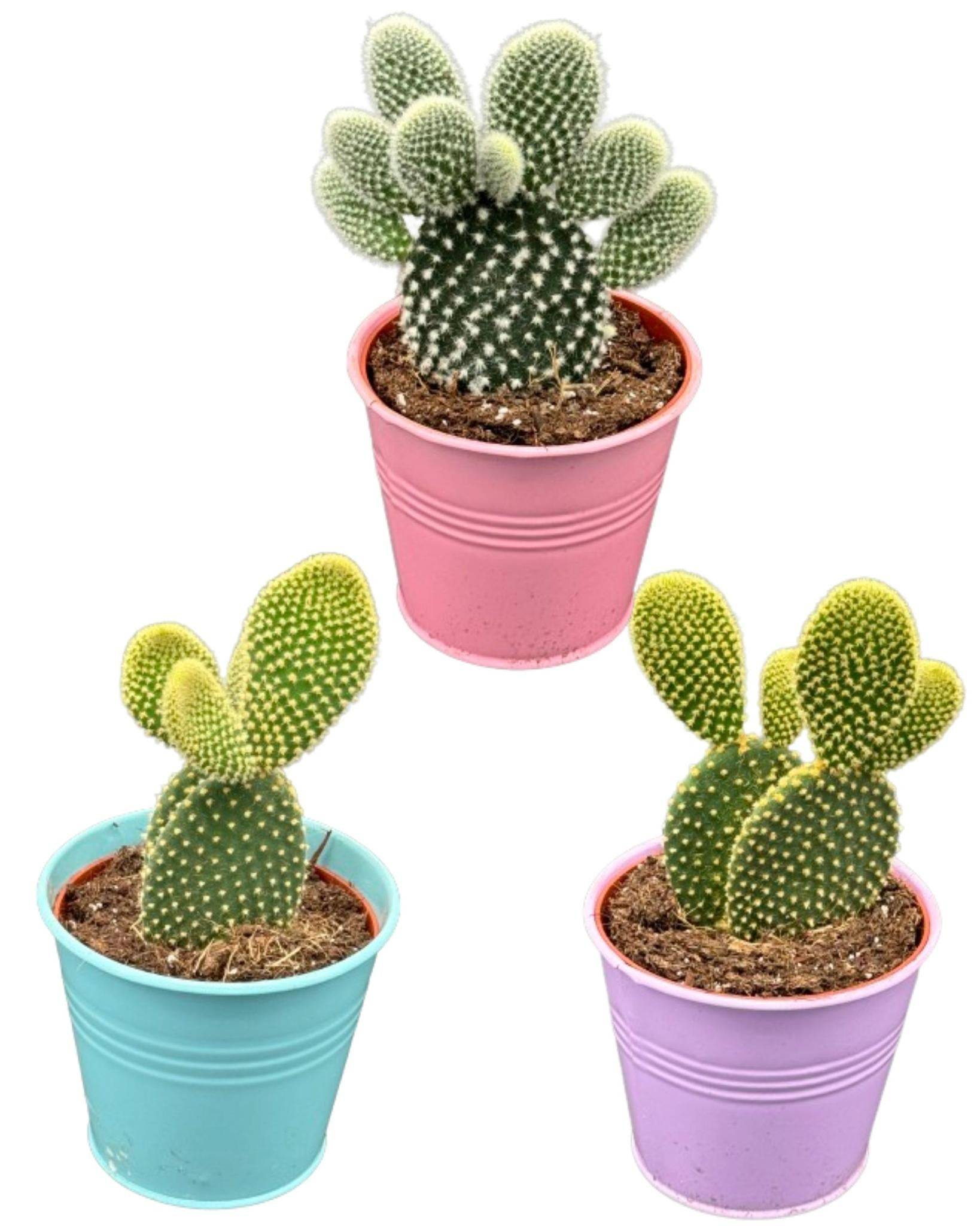 Opuntia microdasys en pot de zinc coloré- La Green Touch - Image 1