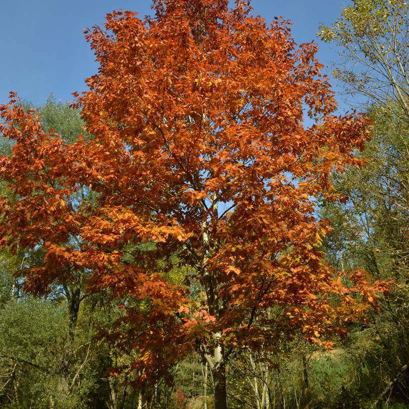 Promesse de Fleurs - Quercus rubra - Chêne rouge d'Amérique Pot de 12 cm / 13 cm, Baliveau