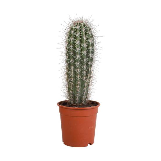 Pachycereus Pringlei - Cactus d'intérieur- La Green Touch - Image 1