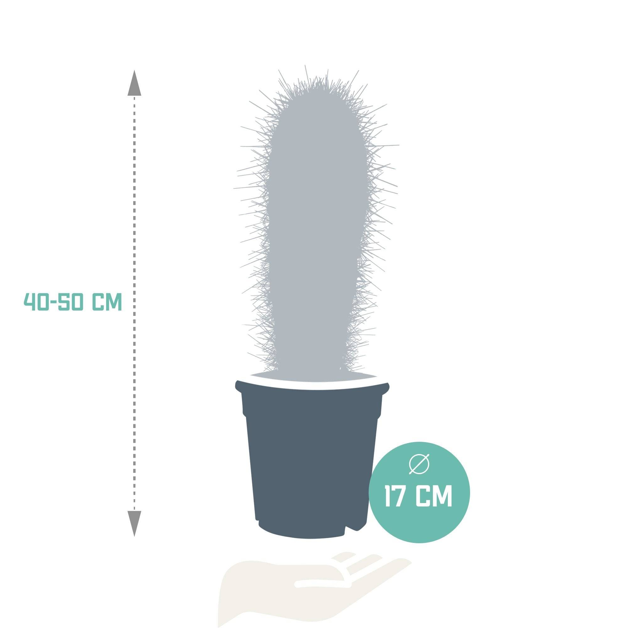 Pachycereus Pringlei - Cactus d'intérieur- La Green Touch - Image 2