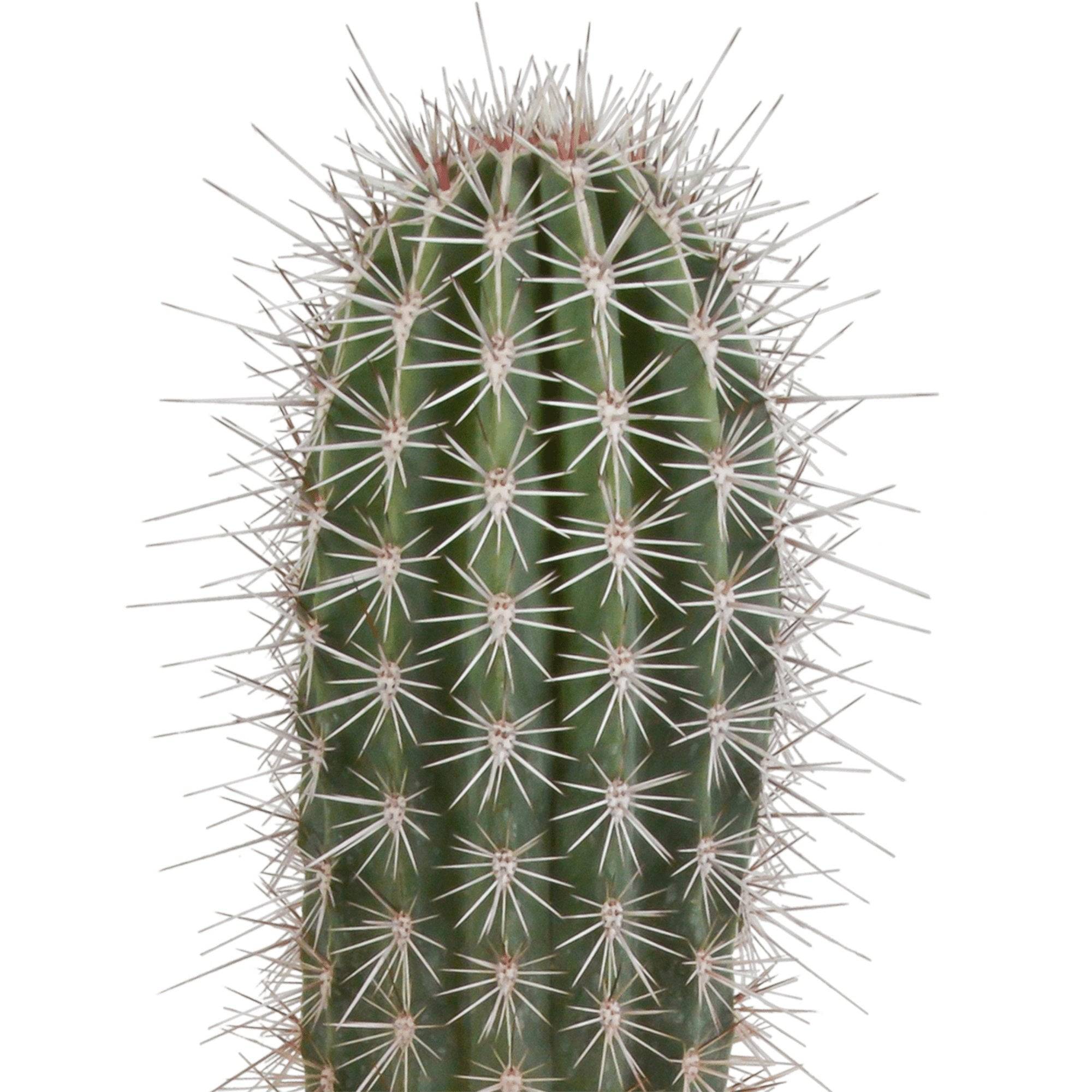 Pachycereus Pringlei - Cactus d'intérieur- La Green Touch - Image 3