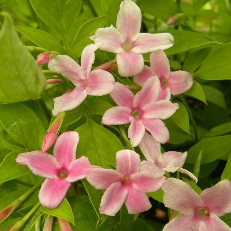 Jasmin Stephanense à fleurs Rose - feuillage Caduc - Pot de 2L - Tuteur bambou 60/90 cm-  hauteur à maturité De 3,00 m à 5,00 m - Image 1