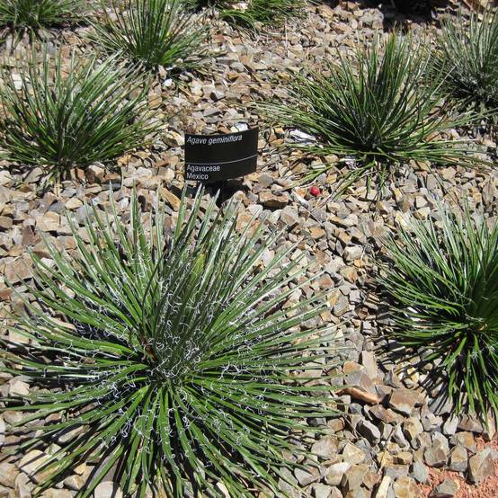 Agave geminiflora - Agave à fleurs jumelles Pot de 2L/3L
