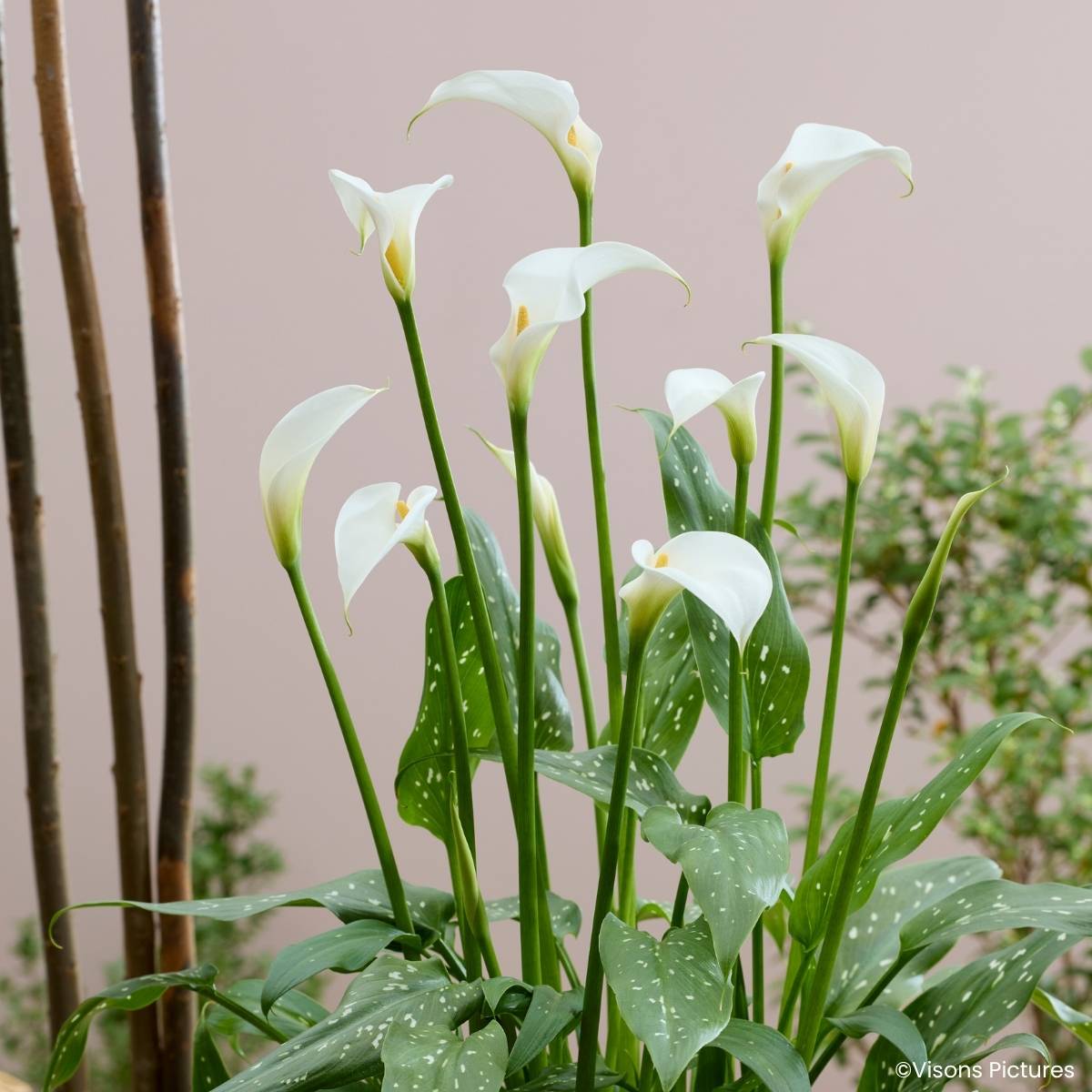 Promesse de Fleurs - Zantedeschia aethiopica Scented Lady - Arum d'Ethiopie Pot de 2L/3L
