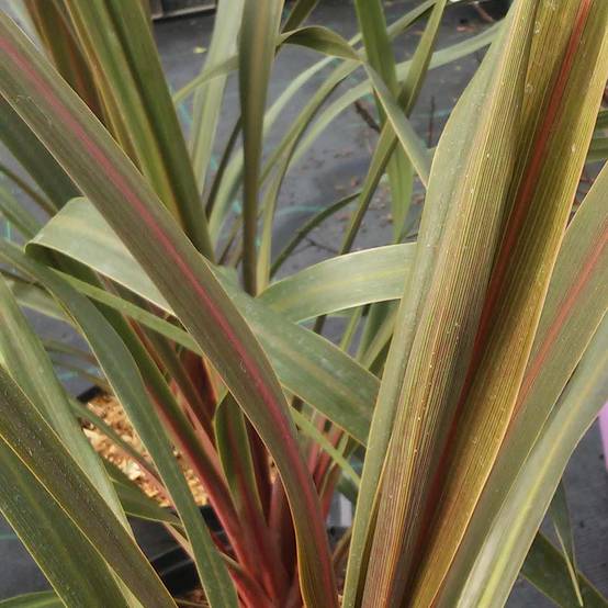 Cordyline australis Sundance Pot de 2L/3L