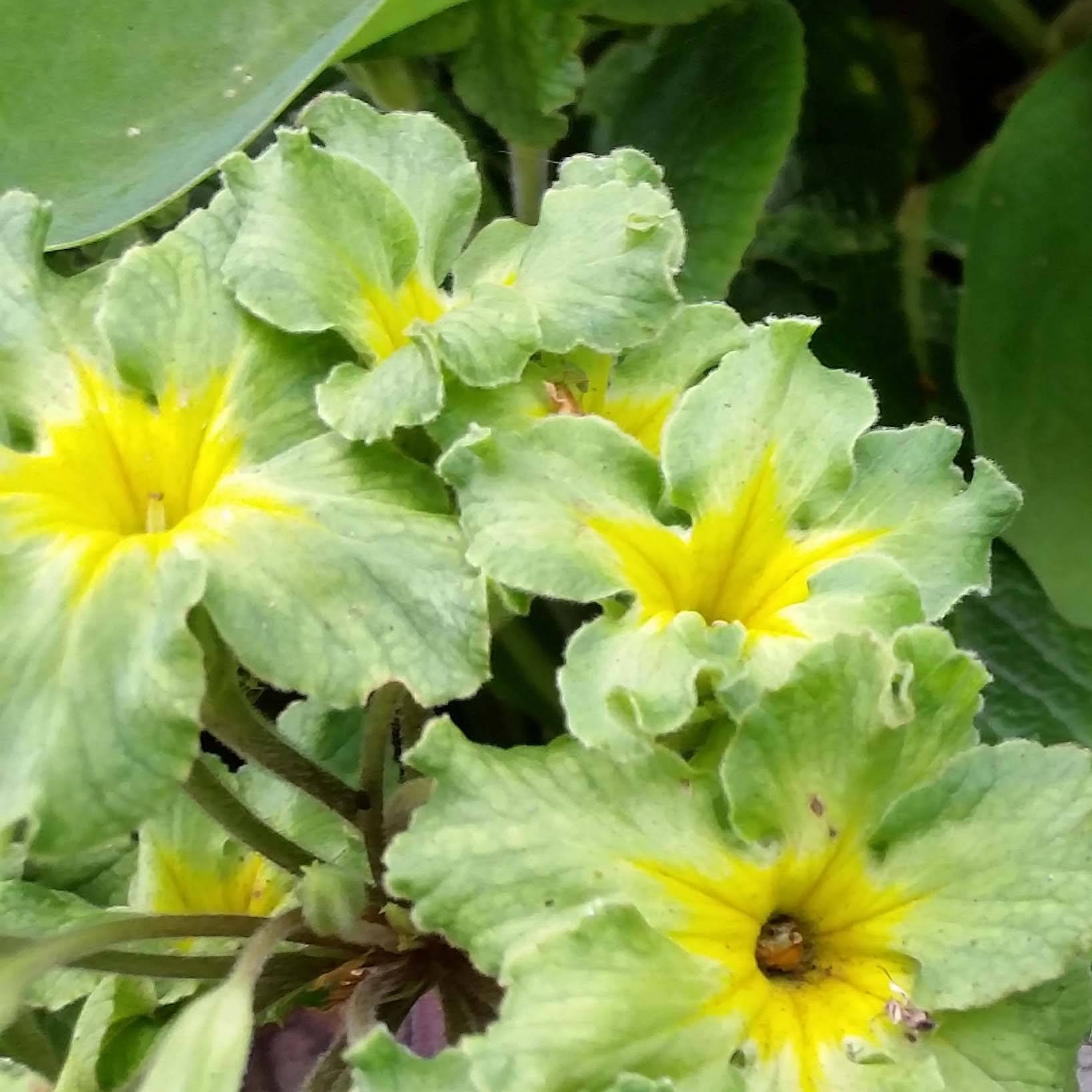 Primula vulgaris Francesca - Primevère des jardins Godet de 8/9 cm