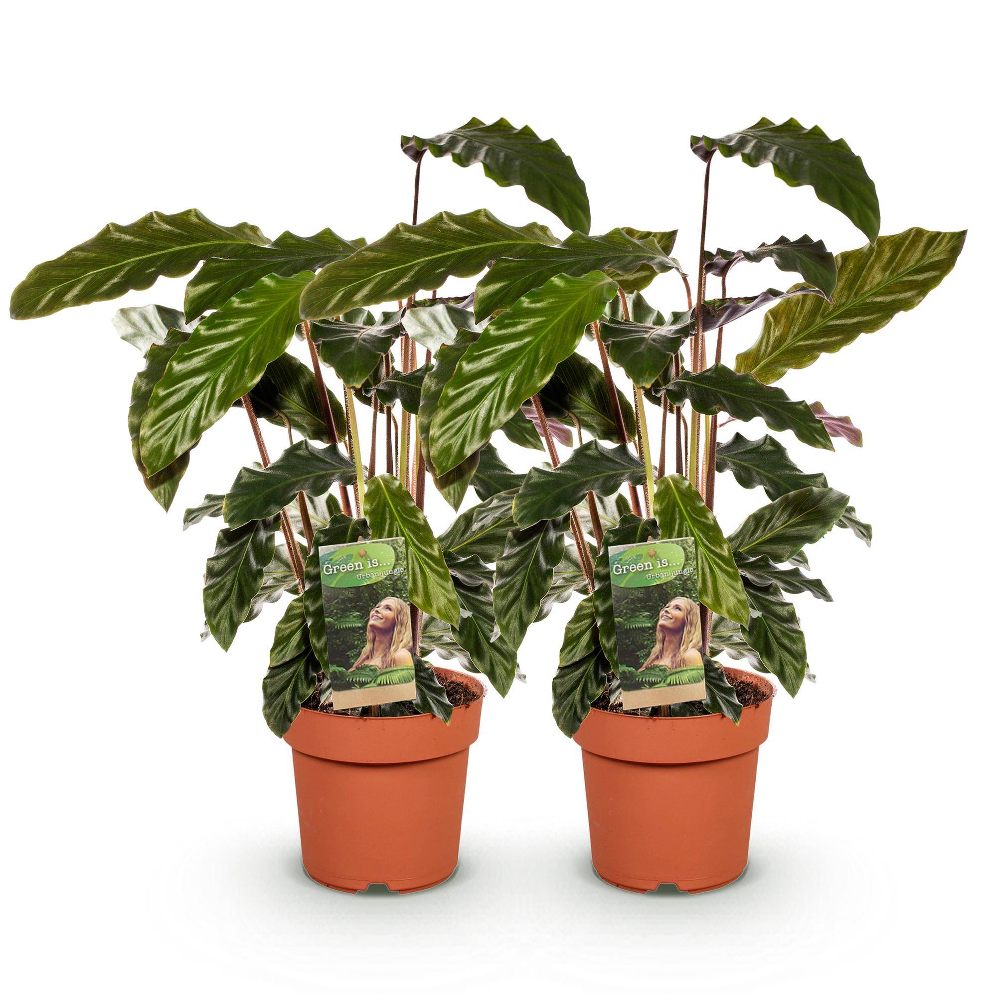 Calathea Rufibarba - Pot de 17cm - Hauteur 55-60cm - 2 plantes - Sans cache-pot - Plantes d'intérieur - Image 2
