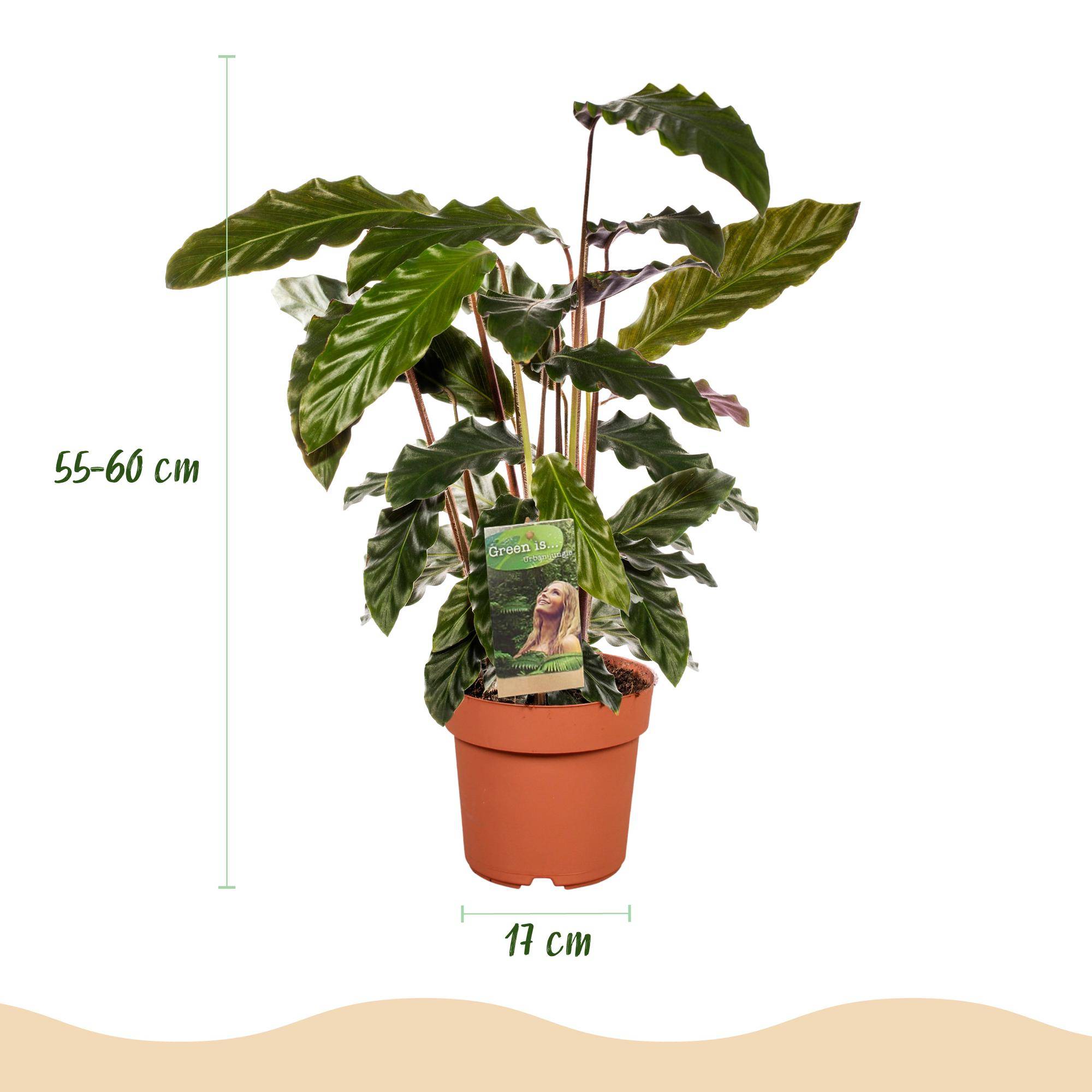 Calathea Rufibarba - Pot de 17cm - Hauteur 55-60cm - 2 plantes - Sans cache-pot - Plantes d'intérieur - Image 3