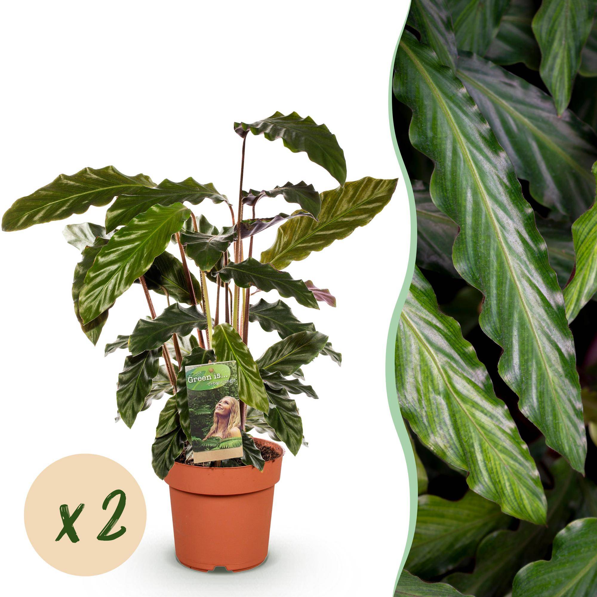 Calathea Rufibarba - Pot de 17cm - Hauteur 55-60cm - 2 plantes - Sans cache-pot - Plantes d'intérieur - Image 1