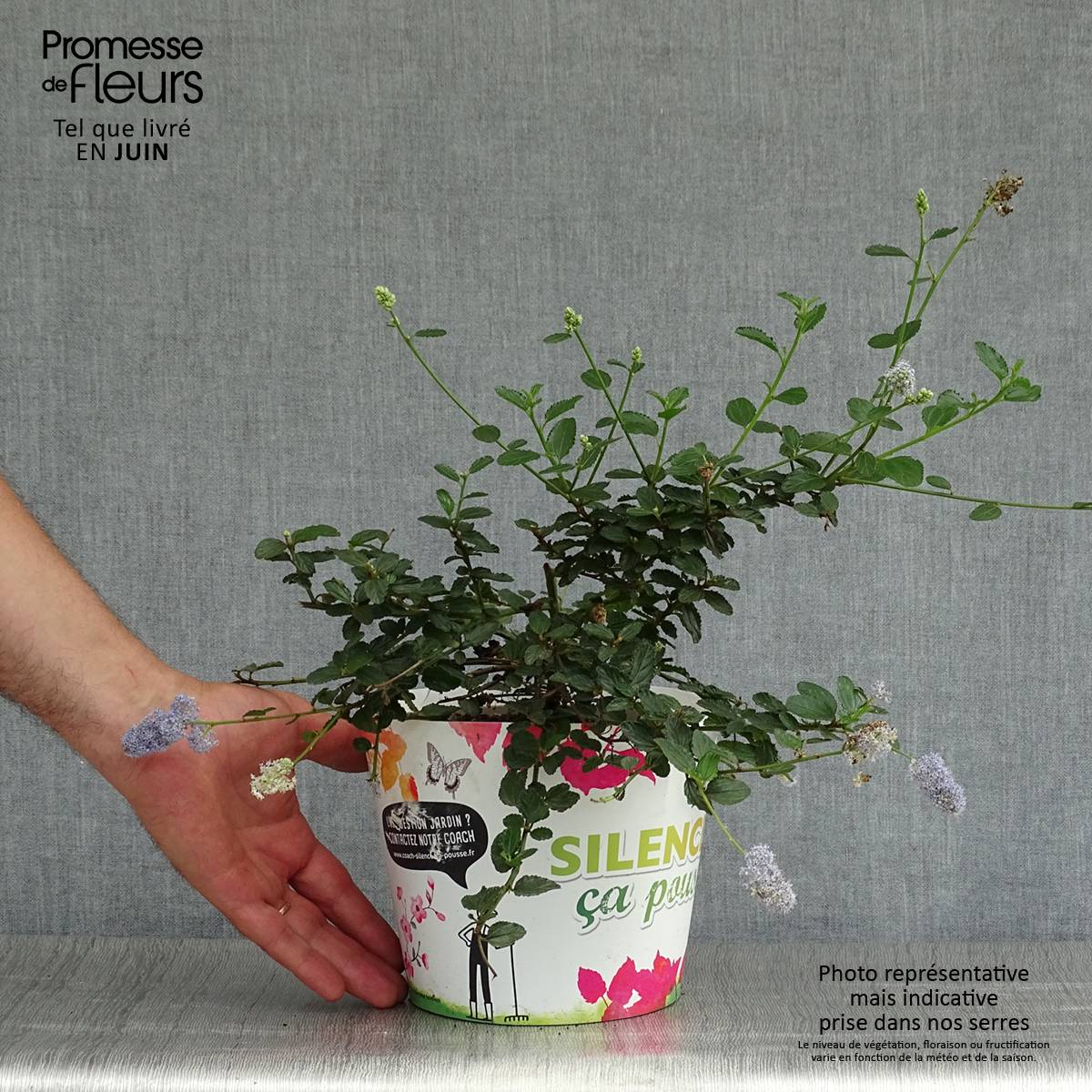 Promesse de Fleurs - Céanothe prostratus - Céanothe prostré Pot de 2L/3L - Image 2