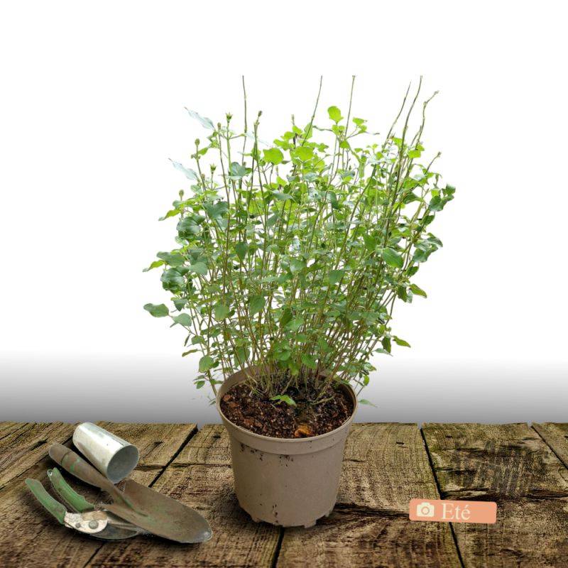 Sauge Blue Note® à fleurs Bleue/ - feuillage Caduc - Pot de 7,5L - 40/60 cm - Image 3