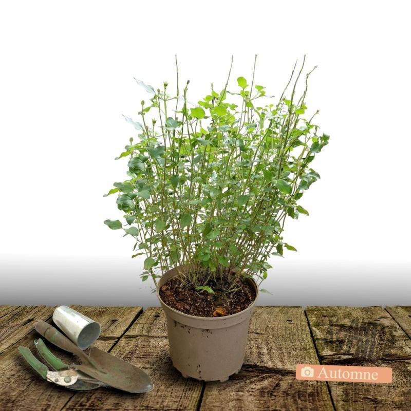 Sauge Blue Note® à fleurs Bleue/ - feuillage Caduc - Pot de 7,5L - 40/60 cm - Image 2