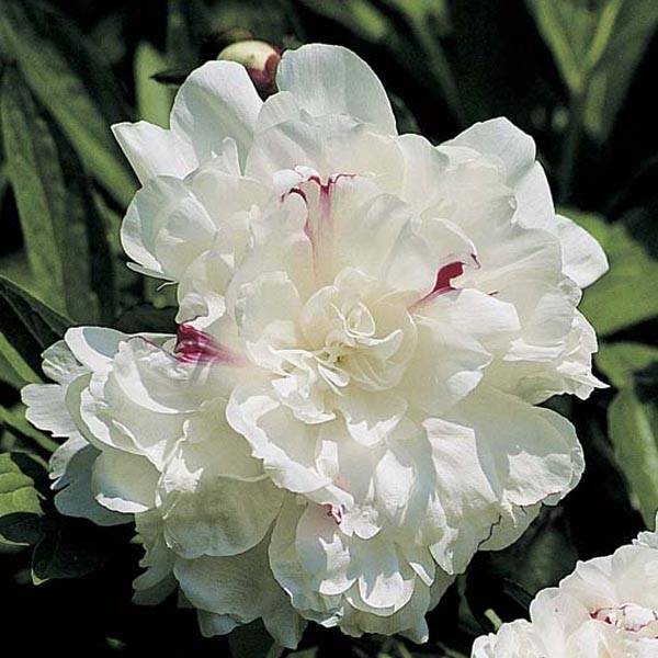 Pivoine lactiflora Festiva Maxima Pot de 3L/4L